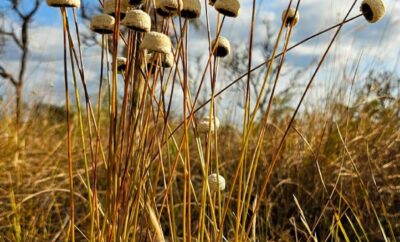 Vila de São Jorge: Onde o Charme Rústico Encontra a Chapada dos Veadeiros