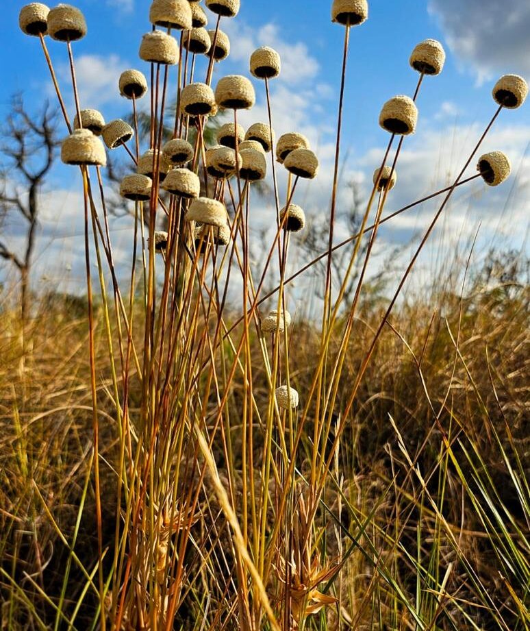 Vila de São Jorge: Onde o Charme Rústico Encontra a Chapada dos Veadeiros
